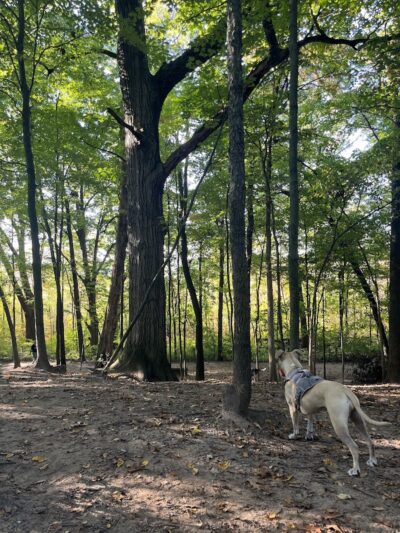 Orion Oaks Dog Park Beach - Orion Township, MI