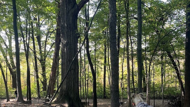 Orion Oaks Dog Park Beach - Orion Township, MI
