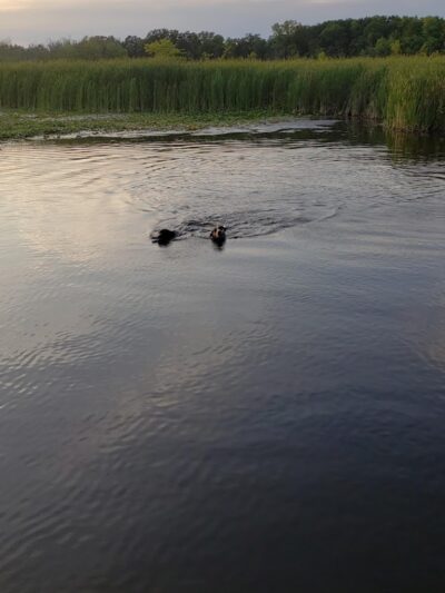 Orion Oaks Dog Park Beach - Orion Township, MI
