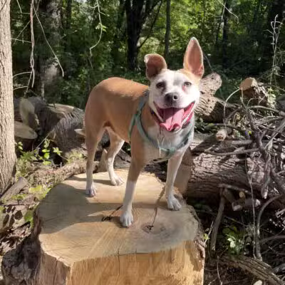 Orion Oaks Dog Park - Orion Township, MI