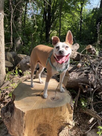 Orion Oaks Dog Park - Orion Township, MI