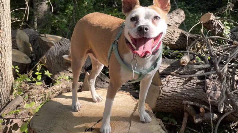 Orion Oaks Dog Park - Orion Township, MI