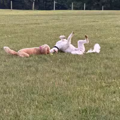 Orion Oaks Dog Park - Orion Township, MI