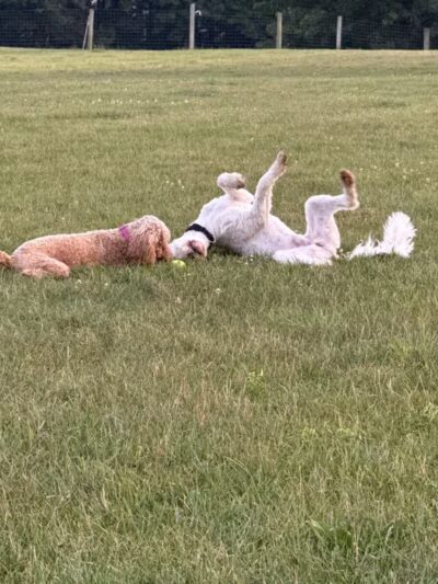 Orion Oaks Dog Park - Orion Township, MI