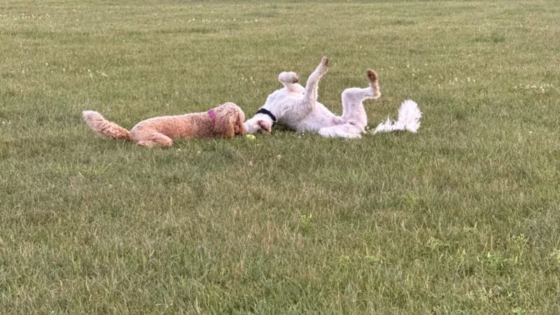 Orion Oaks Dog Park - Orion Township, MI