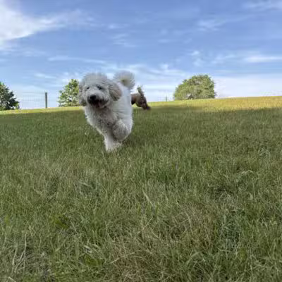 Orion Oaks Dog Park - Orion Township, MI