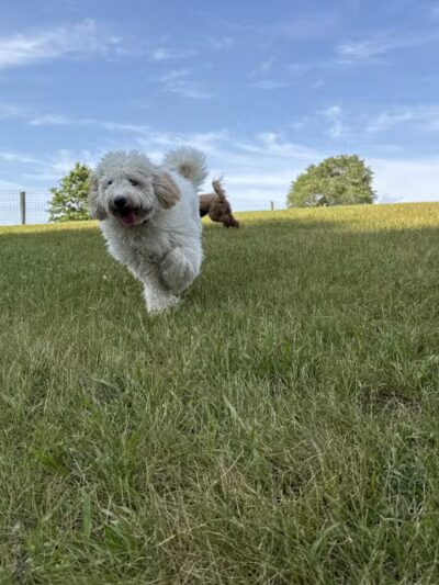 Orion Oaks Dog Park - Orion Township, MI