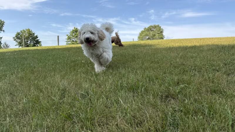Orion Oaks Dog Park - Orion Township, MI