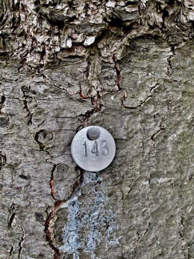 Orion Oaks Dog Park - Orion Township, MI