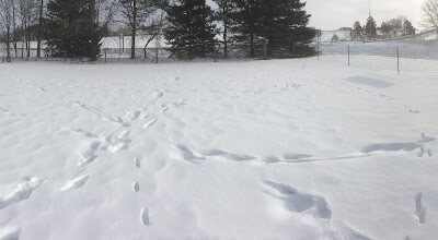 Dog Park - Osseo, WI