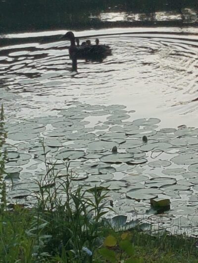 Ossining Dog Park - Ossining, NY