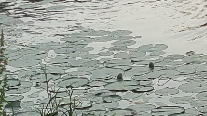 Ossining Dog Park - Ossining, NY