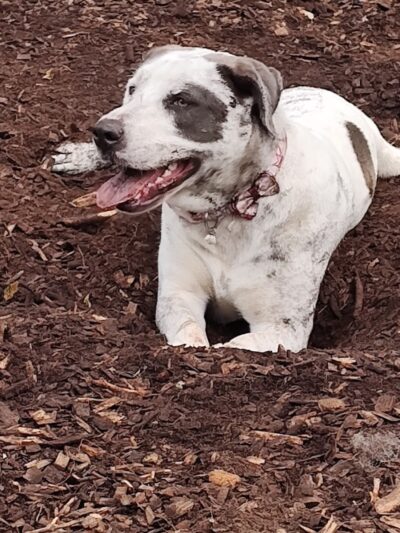 Ossining Dog Park - Ossining, NY