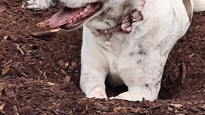 Ossining Dog Park - Ossining, NY