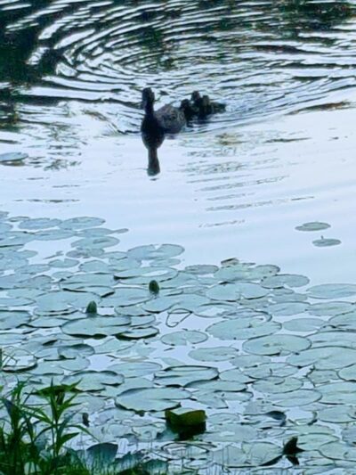 Ossining Dog Park - Ossining, NY