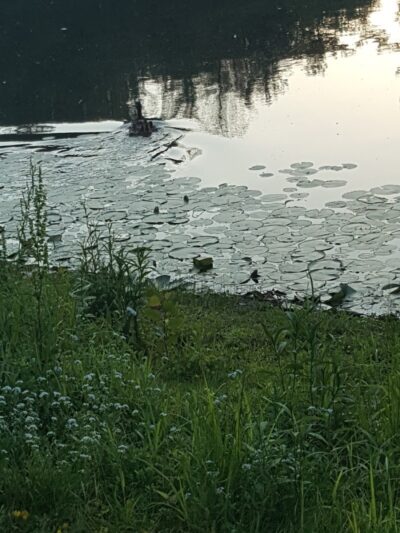 Ossining Dog Park - Ossining, NY