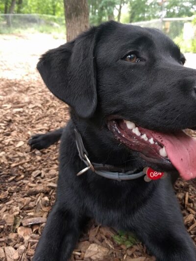 Ossining Dog Park - Ossining, NY