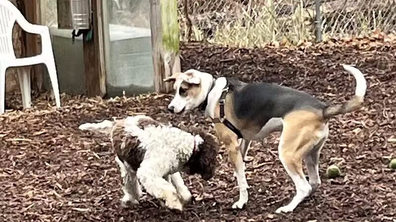 Ossining Dog Park - Ossining, NY