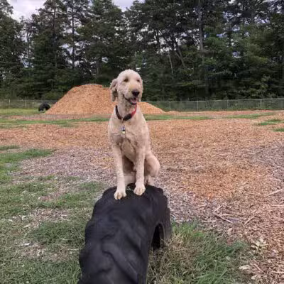 Ossipee Dog Park - Ossipee, NH