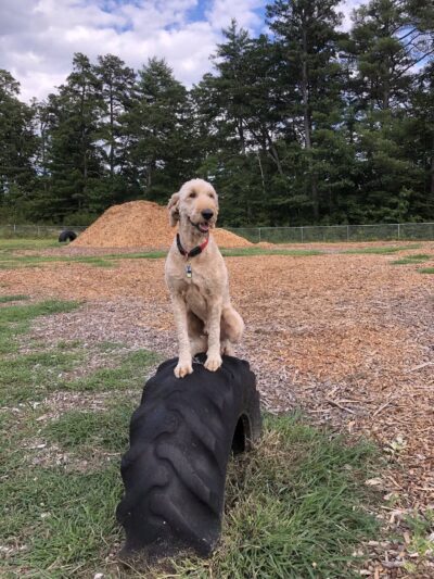 Ossipee Dog Park - Ossipee, NH