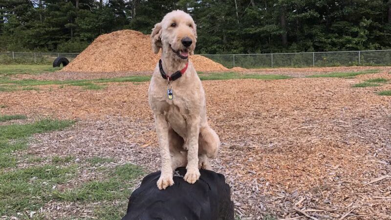 Ossipee Dog Park - Ossipee, NH