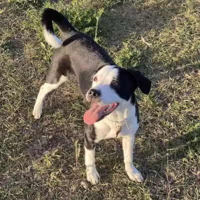Speedy Tail Acres-Private Dog Park - Otis Orchards, WA