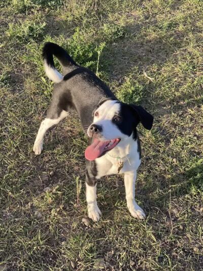 Speedy Tail Acres-Private Dog Park - Otis Orchards, WA