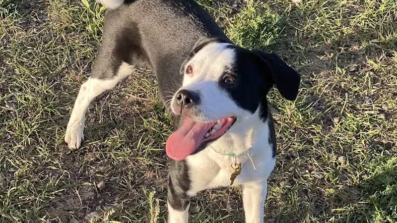 Speedy Tail Acres-Private Dog Park - Otis Orchards, WA
