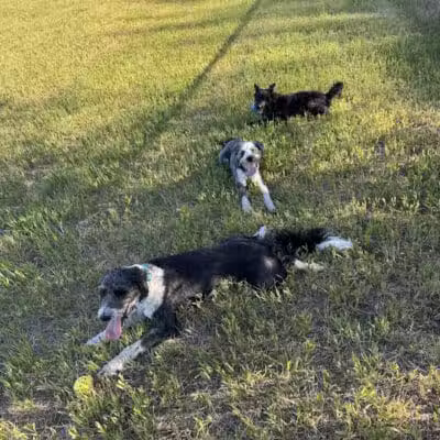 Speedy Tail Acres-Private Dog Park - Otis Orchards, WA