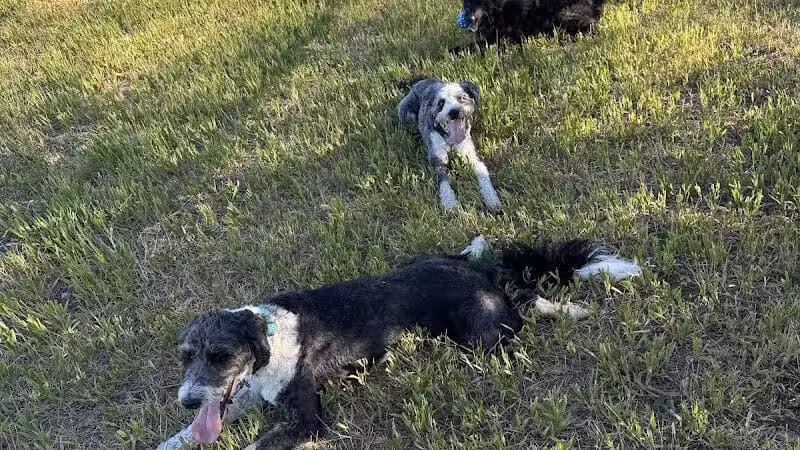 Speedy Tail Acres-Private Dog Park - Otis Orchards, WA