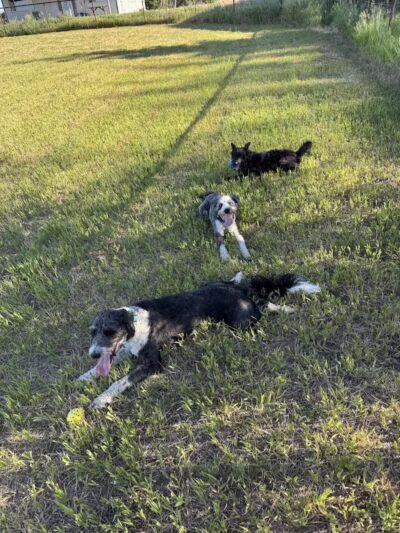 Speedy Tail Acres-Private Dog Park - Otis Orchards, WA