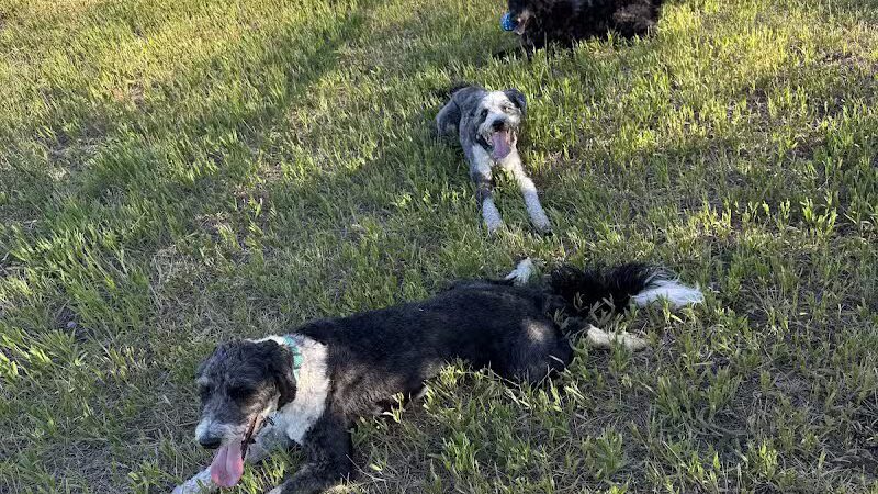 Speedy Tail Acres-Private Dog Park - Otis Orchards, WA