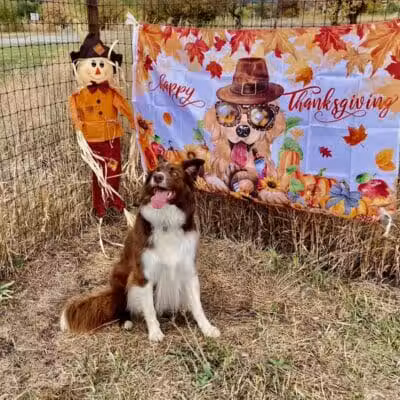 Speedy Tail Acres-Private Dog Park - Otis Orchards, WA