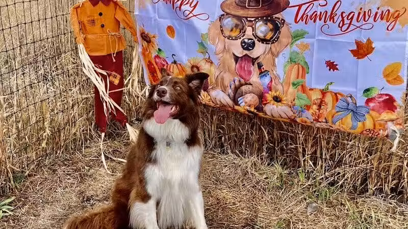 Speedy Tail Acres-Private Dog Park - Otis Orchards, WA