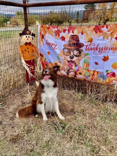 Speedy Tail Acres-Private Dog Park - Otis Orchards, WA