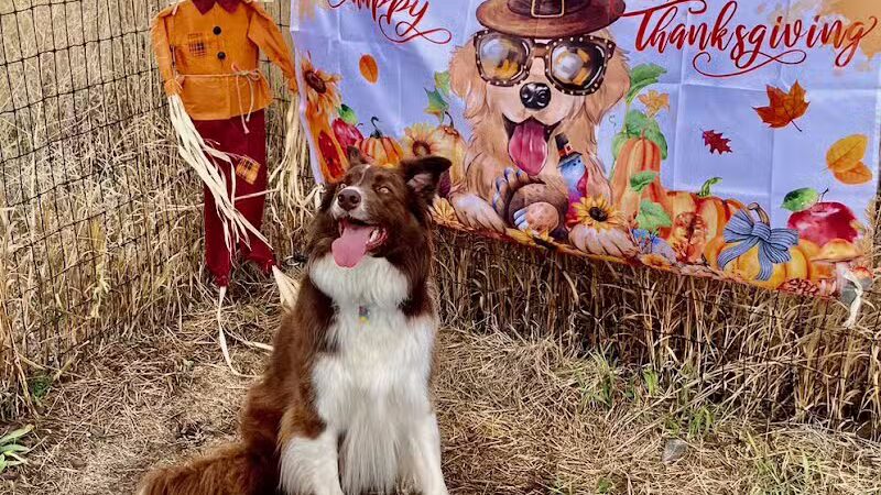 Speedy Tail Acres-Private Dog Park - Otis Orchards, WA