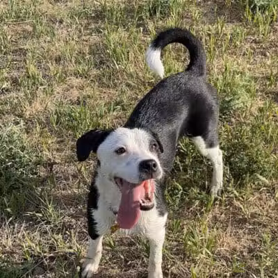 Speedy Tail Acres-Private Dog Park - Otis Orchards, WA