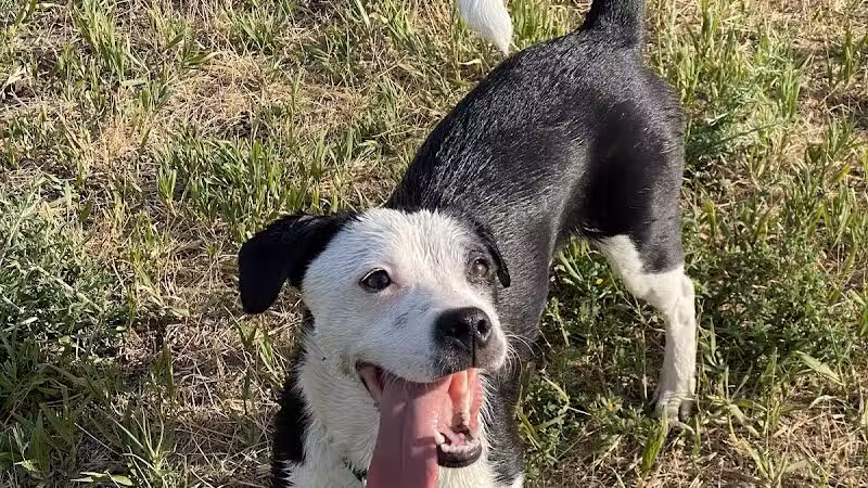Speedy Tail Acres-Private Dog Park - Otis Orchards, WA