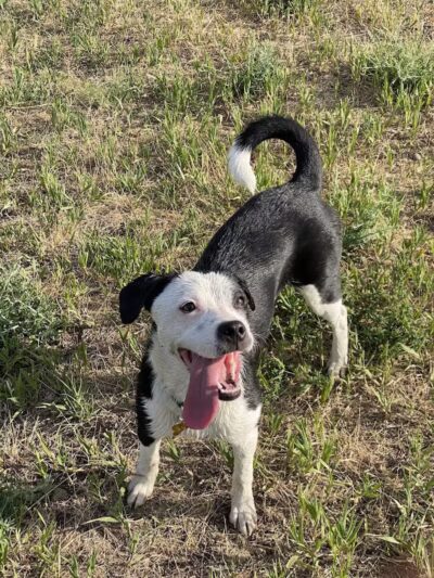 Speedy Tail Acres-Private Dog Park - Otis Orchards, WA