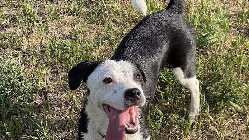 Speedy Tail Acres-Private Dog Park - Otis Orchards, WA