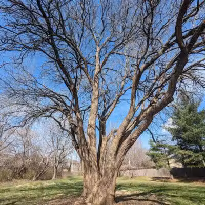 Brittany Park - Overland Park, KS