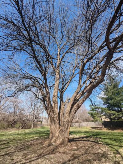 Brittany Park - Overland Park, KS