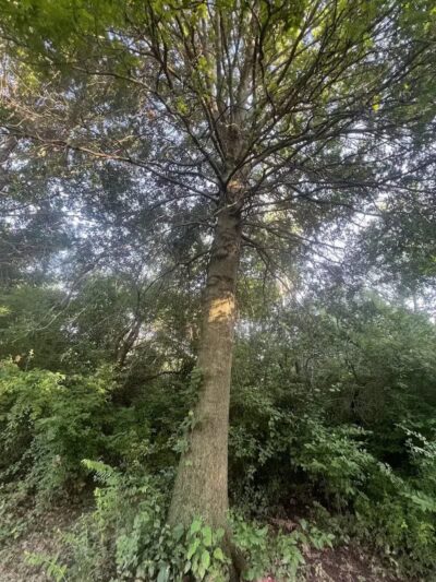 Brittany Park - Overland Park, KS