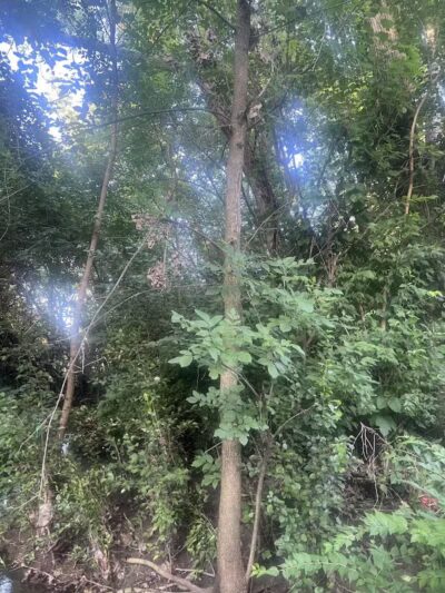 Brittany Park - Overland Park, KS