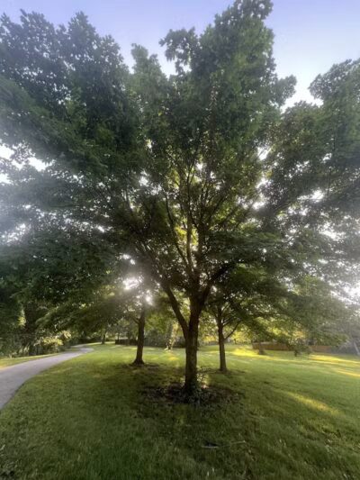 Brittany Park - Overland Park, KS