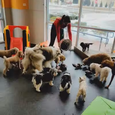 Dogtopia of Overland Park - Overland Park, KS