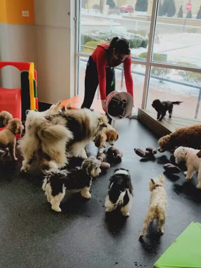 Dogtopia of Overland Park - Overland Park, KS