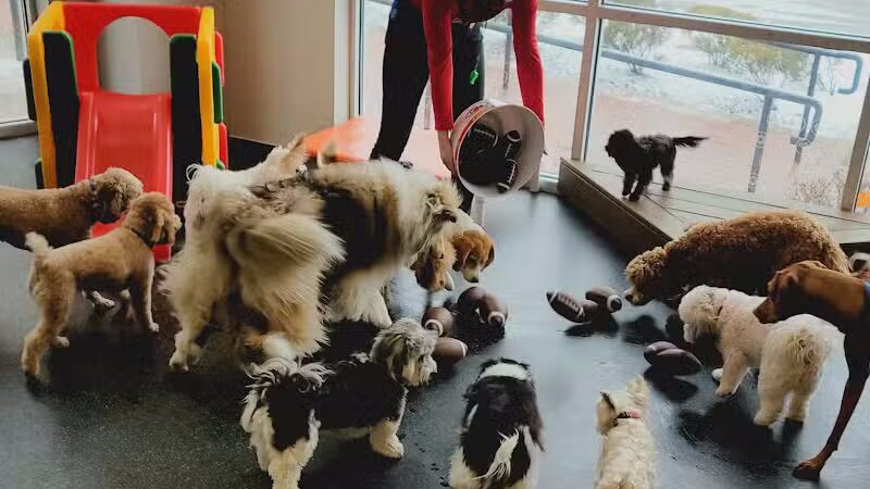 Dogtopia of Overland Park - Overland Park, KS