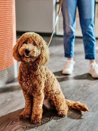 Dogtopia of Overland Park - Overland Park, KS