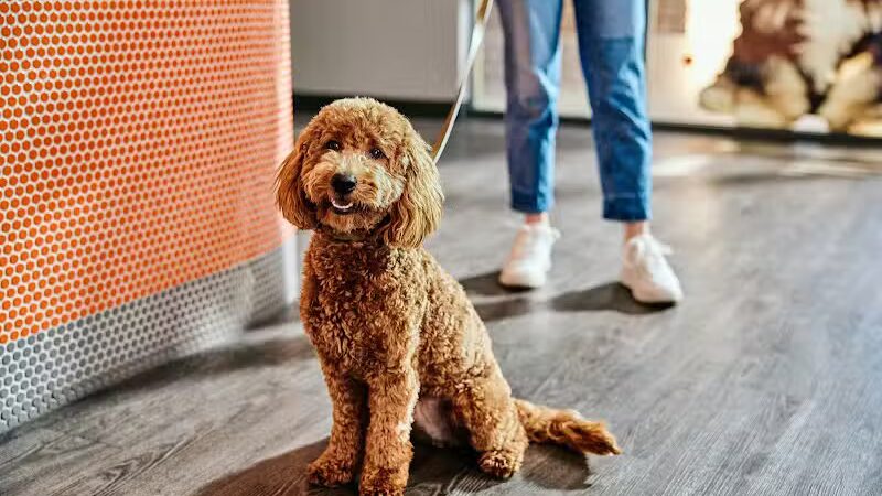 Dogtopia of Overland Park - Overland Park, KS